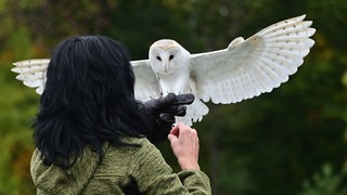Falknerei Herrmann Plauen Greifvögel hautnah erleben Majestätisch kreisen Adler über dem Gelände am Stadtrand von Plauen, Falken stürzen in rasanten Jagdflügen herab, und Eulen gleiten lautlos über die Köpfe der Besucher.
