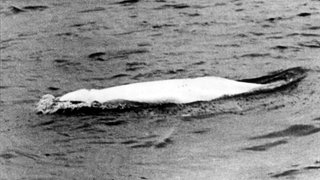 "Moby Dick", der weiße Beluga-Wal, der zuerst am 18. Mai 1966 bei Stromkilometer 778,5 in Höhe von Duisburg-Neuenkamp von den Rheinschiffern Bernd Albrecht und Willi Dethlevs gesichtet wurde und tagelang die Nation in Atem hielt.