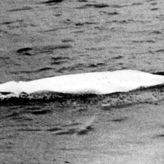 "Moby Dick", der weiße Beluga-Wal, der zuerst am 18. Mai 1966 bei Stromkilometer 778,5 in Höhe von Duisburg-Neuenkamp von den Rheinschiffern Bernd Albrecht und Willi Dethlevs gesichtet wurde und tagelang die Nation in Atem hielt.