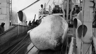 Ein erlegter Wal wird auf einem Fangschiff eingeholt. 1938. Archivfoto.
