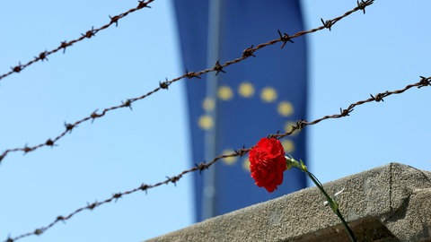 Blume vor Stacheldraht