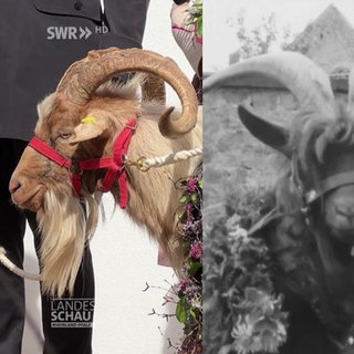 Geißbock-Versteigerung