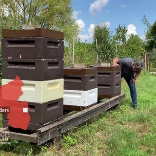 Geklaute Bienenvölker sorgen für Solidarität