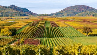 Herbstlich verfärbte Weinberge, bei Landau in der Pfalz, Südliche Weinstraße, Rheinland-Pfalz, Deutschland, Europa
