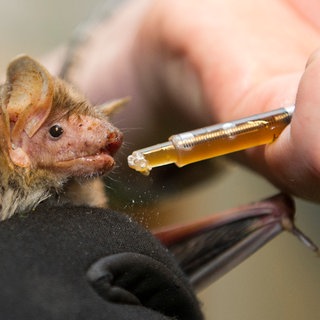 Eine Mausohr-Fledermaus bekommt in der Fledermaus-Station ein Vitaminepräparat.  Archivfoto.