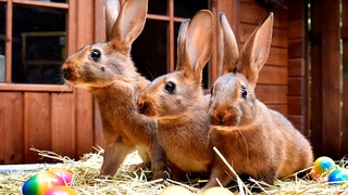 In einigen Mariendarstellungen sitzen drei Hasen im Kreis, deren Ohren sich so überlappen, dass sie gemeinsam nur drei Ohren zu haben scheinen und doch hat jeder Hase zwei. Dieses sogenannte „Drei-Hasen-Motiv“ wurde unter anderem in gotischen Kirchen als Zeichen für das göttliche Mysterium verwendet, eine Anspielung auf die Dreifaltigkeit.