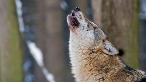 Teaserbild Wolf
