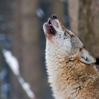 Teaserbild Wolf