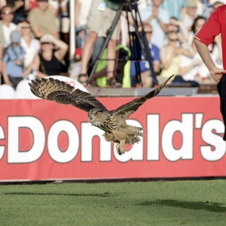 Eine Eule fliegt während des Spiels an Belgiens Verteidiger Thomas Vermaelen sowie einer McDonald's-Werbebande vorbei. Das Spiel musste kurzzeitig unterbrochen werden. Spiel Belgien gegen Finnland. Archivfoto.