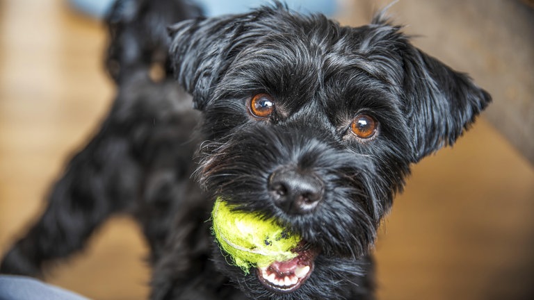 Ein schwarzer Yorkshire Terrier Hund mit leuchtenden Augen hält einen grünen Ball