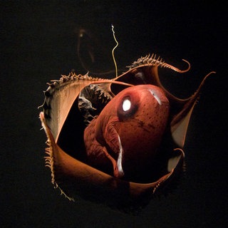 Vampirtintenfisch – in Ananas-Verteidigungshaltung, Leuchtorgan leuchtet (Vampyroteuthis infernalis). Kalifornien, USA