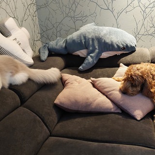 Haustiere von Thilo Schmidt. Kater Balou und Hund Socke.