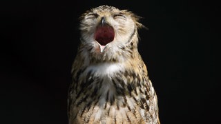 Eine gähnende Eule