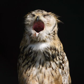 Eine gähnende Eule