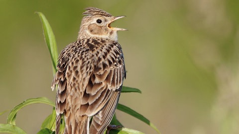 Eine schreiende Lerche