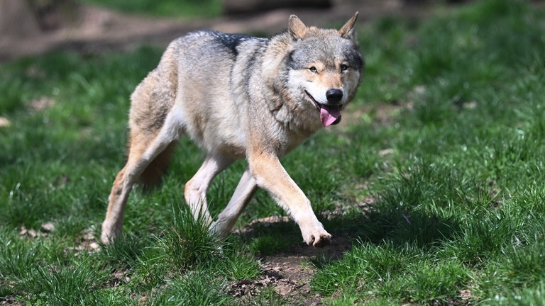 Ein Europäischer Wolf (Canis lupus lupus) geht in einem Gehege im Wildparadies Tripsdrill. 