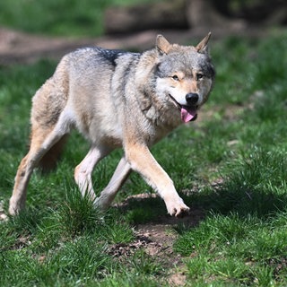 Ein Europäischer Wolf (Canis lupus lupus) geht in einem Gehege im Wildparadies Tripsdrill. 