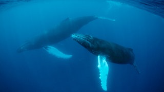 Buckelwal (Megaptera novaeangliae). Archivfoto. Symbolfoto.