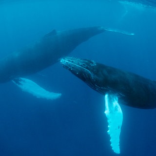 Buckelwal (Megaptera novaeangliae). Archivfoto. Symbolfoto.