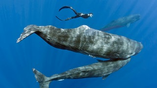 Freitaucher schwimmt mit Mutter und Kalb eines Pottwals (Physeter macrocephalus) Symbolfoto.