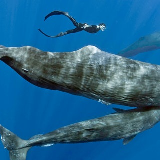 Freitaucher schwimmt mit Mutter und Kalb eines Pottwals (Physeter macrocephalus) Symbolfoto.