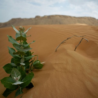 Wüste mit Pflanze