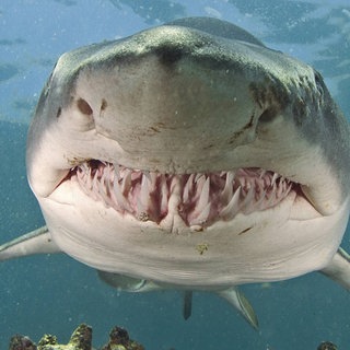 Sandtigerhai (Carcharias taurus), De Hoop, Südafrika. Symbolfoto.
