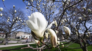 Magnolien blühen auf dem Stuttgarter Schlossplatz. Im Hintergrund das Neue Schloss.