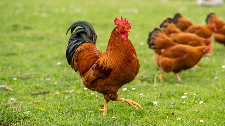 Ein Hahn und Hennen gehen im Tatzmania in Löffingen, Baden-Württemberg, Deutschland. Archivfoto.