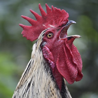 Haushahn (Gallus gallus Domesticus) kräht Kikeriki. Symbolfoto.