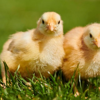 Hühnerküken (Gallus Domesticus) auf einer Wiese. Symbolfoto.
