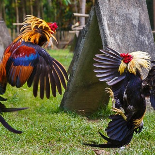Traditioneller philippinischer Hahnenkampf auf grünem Gras. Beliebter Sport und Tradition in Asien. Symbolfoto.