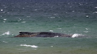Gestrandeter Buckelwal liegt auf Sandbank vor Niendorf.
