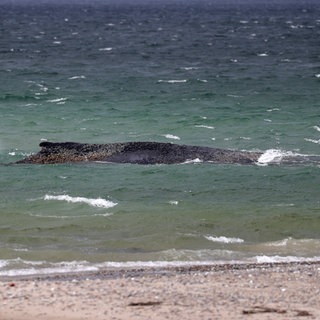 Gestrandeter Buckelwal liegt auf Sandbank vor Niendorf.