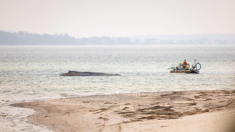 Buckelwal strandet vor Niendorfer Hafeneinfahrt 