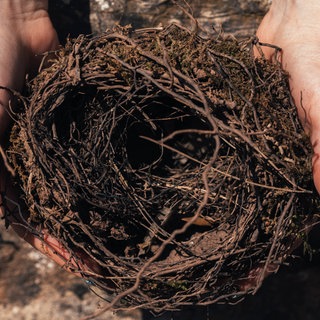 Frauenhände halten ein zerbrechliches, leeres Vogelnest. Symbolfoto.