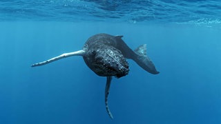 Junger Buckelwal (Megaptera novaeangliae) schwimmt im offenen Meer