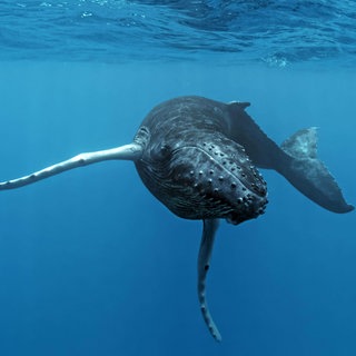 Junger Buckelwal (Megaptera novaeangliae) schwimmt im offenen Meer