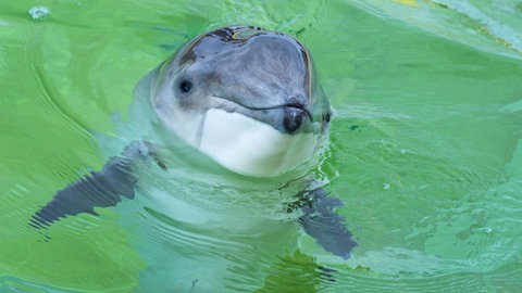 Schweinswal schaut mit dem Kopf aus dem Wasser