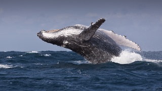 Buckelwal springt im Meer