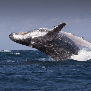 Buckelwal springt im Meer