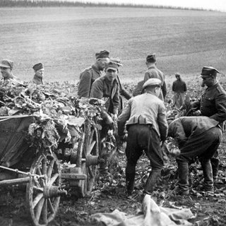 Polnische Kriegsgefangene werden 1939 in der Landwirtschaft eingesetzt.