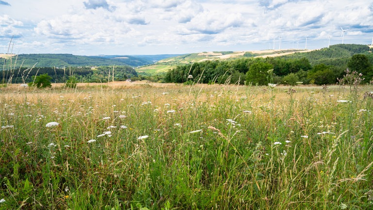 Sommerwiese mit Blumen