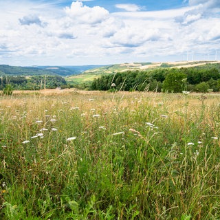 Sommerwiese mit Blumen