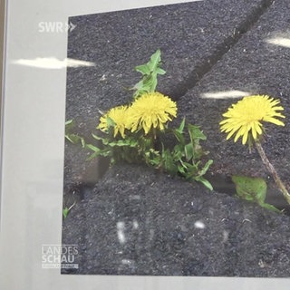 Ludwigshafen: Mauerblümchen-Fotoausstellung