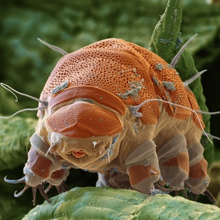 Bärtierchen (Tardigrada) 