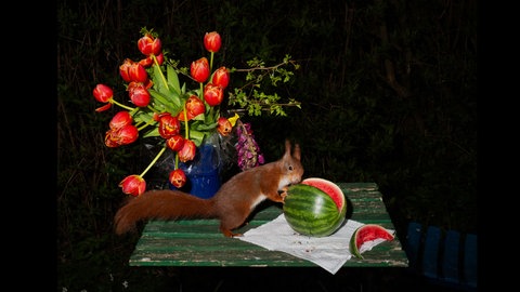 Lia Darjes: Plate-III, 2021. Eichhörnchen an einer Wassermelone. 