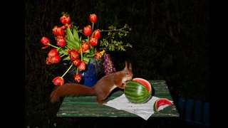 Lia Darjes: Plate-III, 2021. Eichhörnchen an einer Wassermelone. 