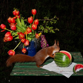 Lia Darjes: Plate-III, 2021. Eichhörnchen an einer Wassermelone. 