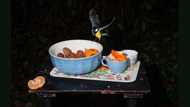 Vogel sitzt auf einer Schale mit Orangen und Nüssen.